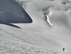 SA_Adamello002395alce.jpg